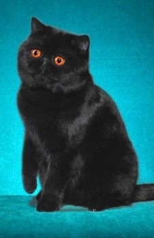 Exotic Shorthair