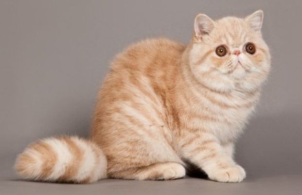 Exotic Shorthair