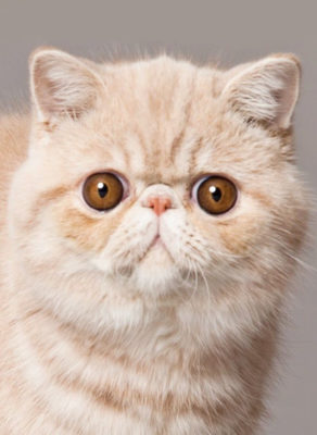 Exotic Shorthair