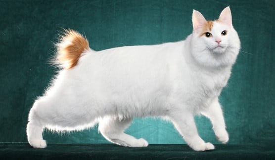 Japanese Bobtail Longhair