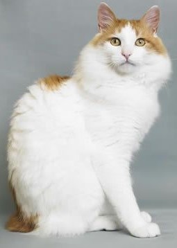 Japanese Bobtail Longhair
