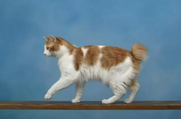 Japanese Bobtail Longhair