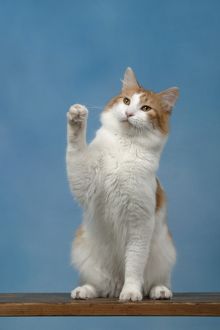 Japanese Bobtail Longhair