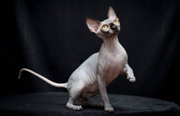 Sphynx