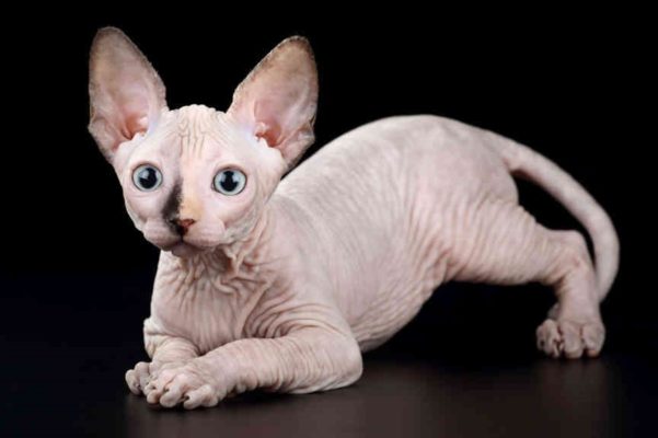 Sphynx