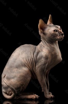 Sphynx