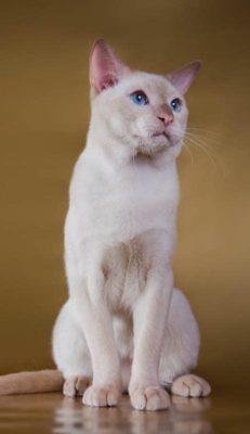 Tonkinese