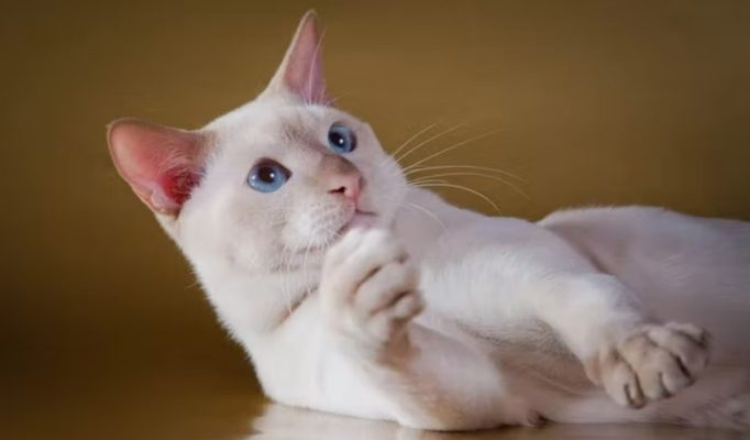 Tonkinese