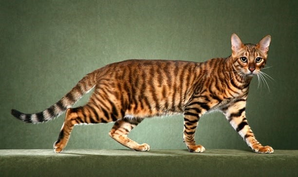 Toyger