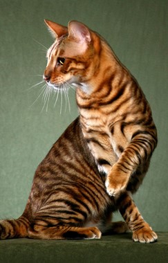 Toyger