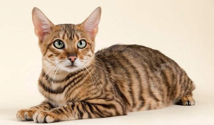 Toyger