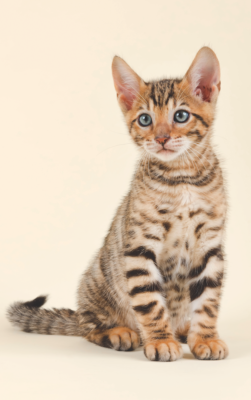 Toyger
