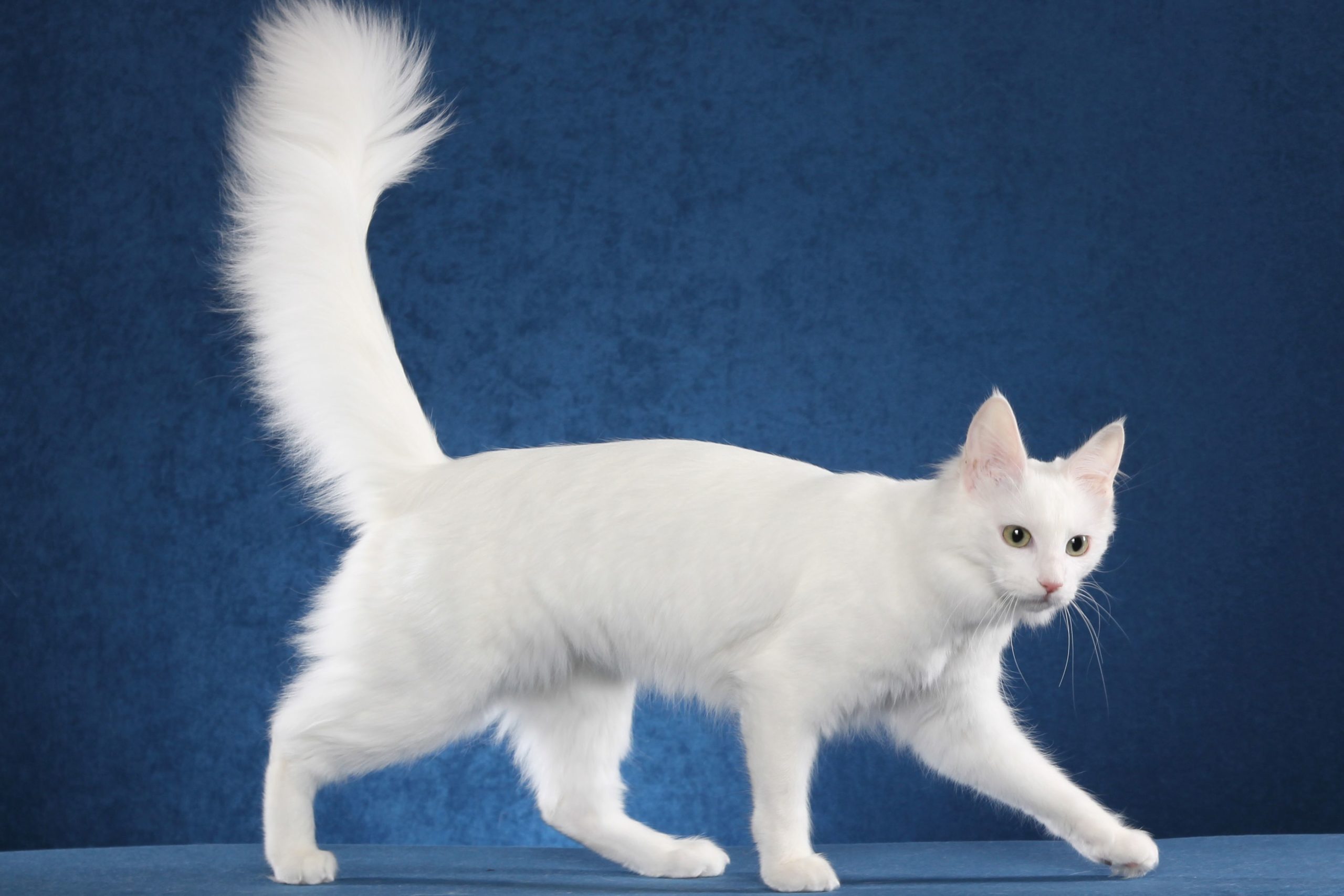Turkish Angora