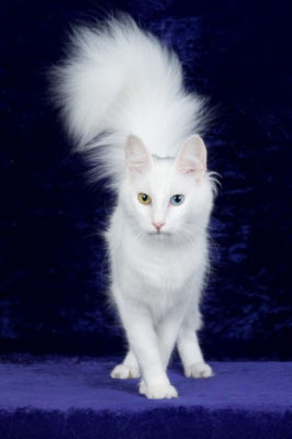 Turkish Angora