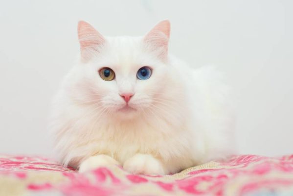 Turkish Angora