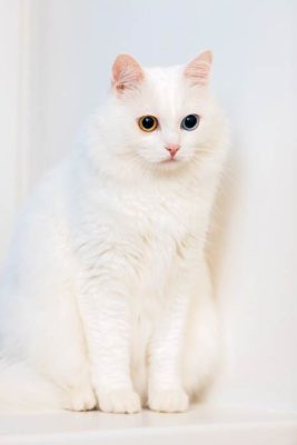 Turkish Angora