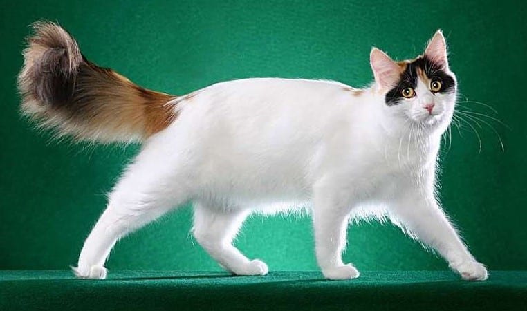 Turkish Van