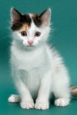 Turkish Van