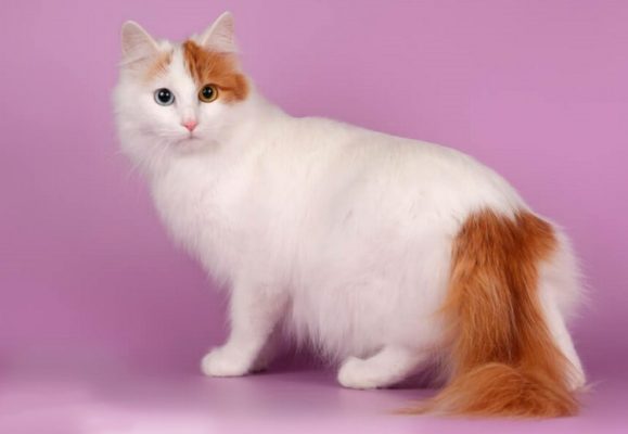 Turkish Van