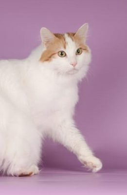 Turkish Van