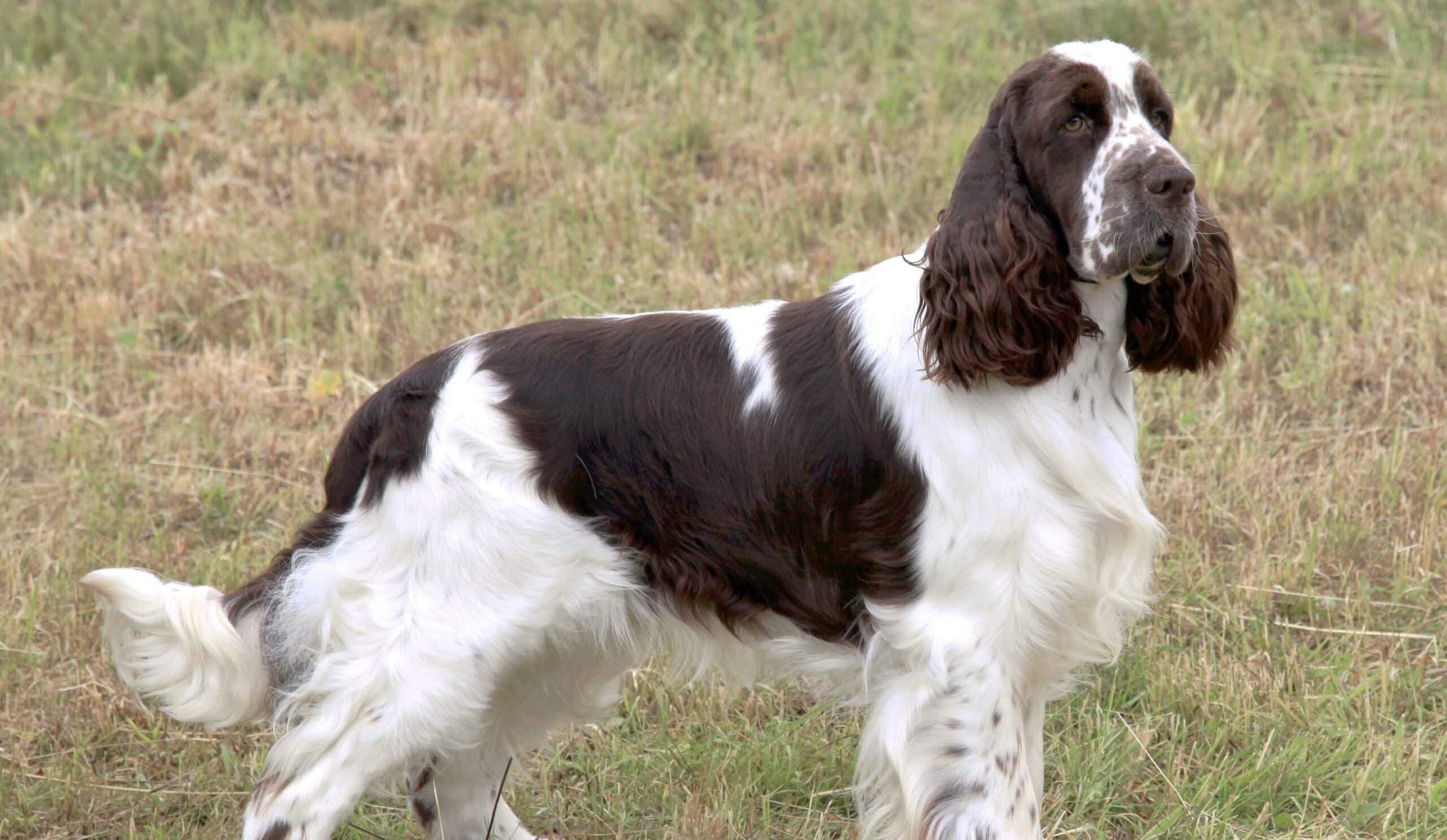English Springer Spaniel