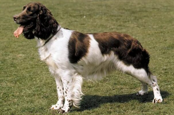 English Springer Spaniel