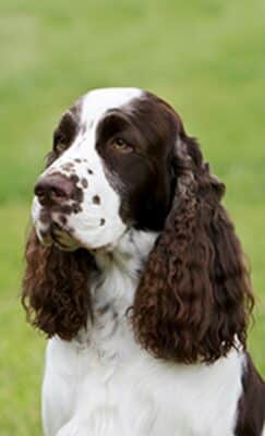 English Springer Spaniel