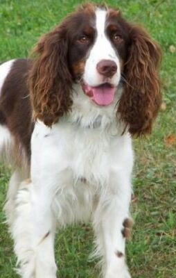 English Springer Spaniel